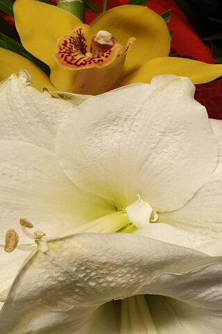 White Yelow Flowers