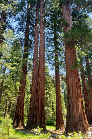 Majestic Giants of Yosemite 🌲✨