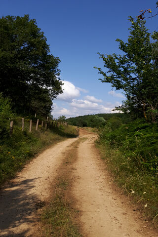 Yol: The Path to Adventure 🌳🚶 