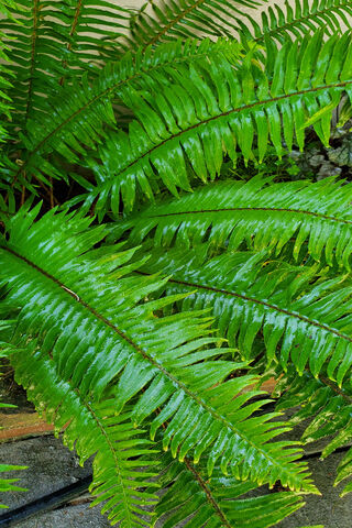 Lush Greenery: The Yard Fern Delight 🌿