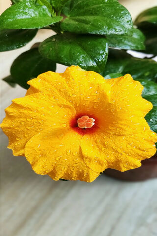 Yellow Hibiscus