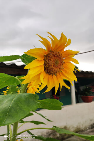 Yellow Sunflower