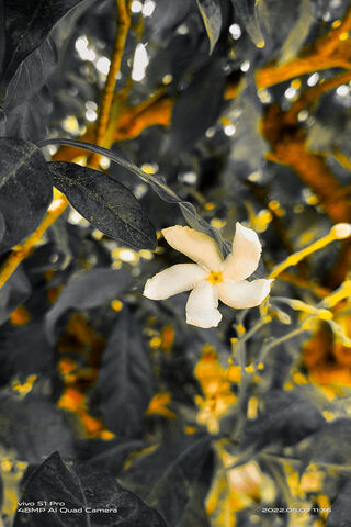 Whispers of Nature: The Enigmatic Blossom 🌼