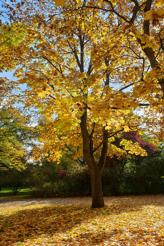 Golden Embrace of Autumn 🍂✨