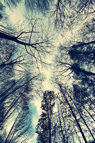 Whispers of Autumn: A Canopy of Change 🍂🌳