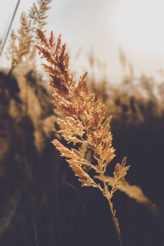 Golden Whispers of Autumn 🍂✨