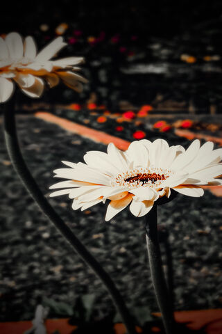 Blossoms of Joy: The Awesome Flower B124 🌼✨