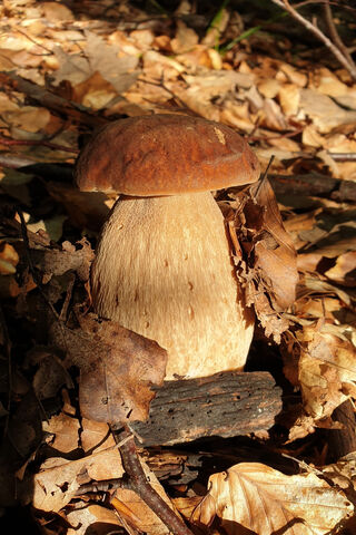Nature's Autumn Treasures 🍂🍄