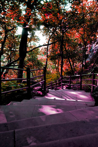 Whispers of Autumn: A Colorful Descent 🍂🍁