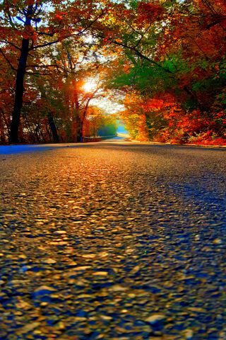 Autumn's Golden Path 🍂✨