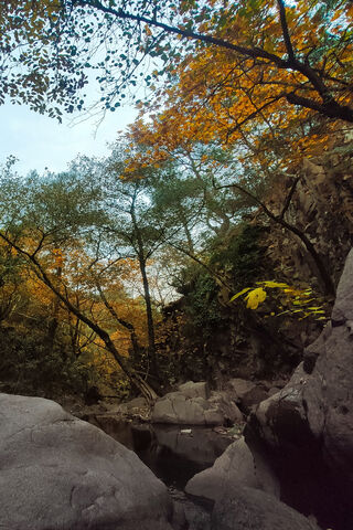 Nature's Golden Tapestry