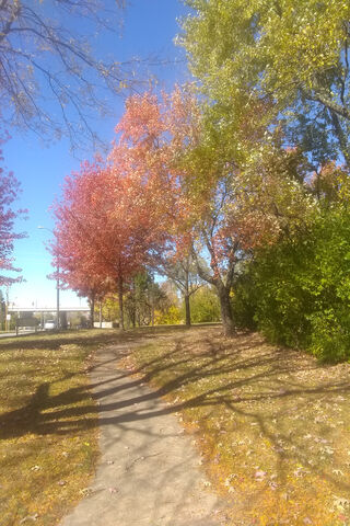 Fall's Colorful Embrace 🍂