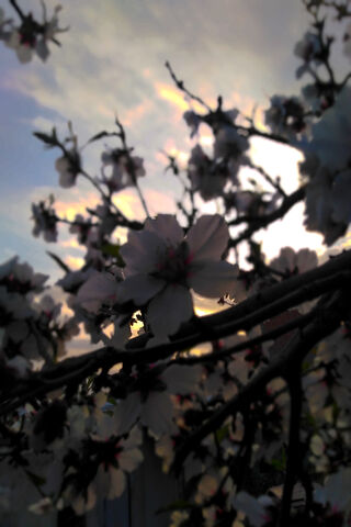 Whispers of Spring: Almond Blossom Serenity 🌸✨