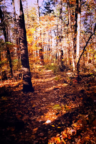 Golden Pathways of Autumn 🍂✨