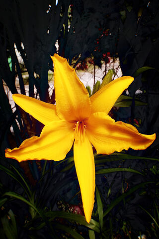 Golden Blooms: The Amarillo Flower 🌼✨