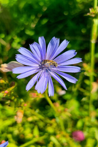 Nature's Busy Artist: A Bee's Delight