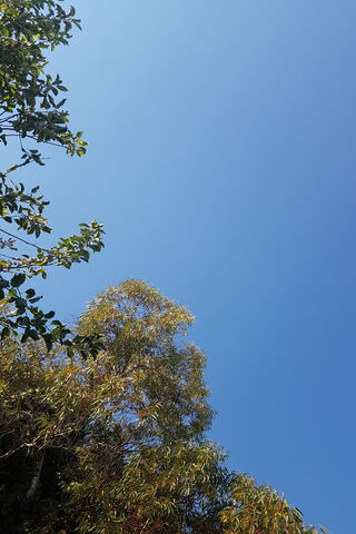 Whispers of the Breeze 🌬️🌿