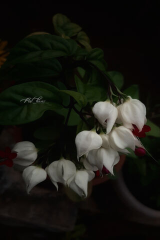 Whispers of Spring: The Enchanting Blossoms