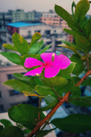 Vibrant Petals of Joy 🌸