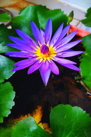 Serenity in Bloom: The Enchanting Blue Water Lily 🌸💧