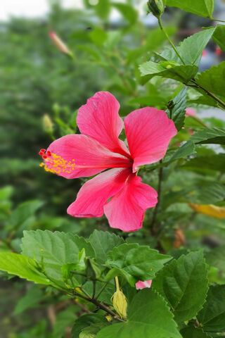 The Vibrant Bunga Raya: Nature's Pink Delight 🌺