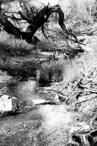 Whispers of BW Creek 🌊🌿