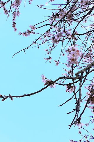 Spring Awakening: A Dance of Blossoms 🌸🌤️