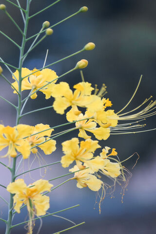 From Buds to Blooms: A Floral Journey 🌼✨