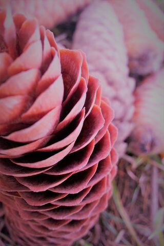 Nature's Spiral: The Beauty of Pine Cones 🌲✨