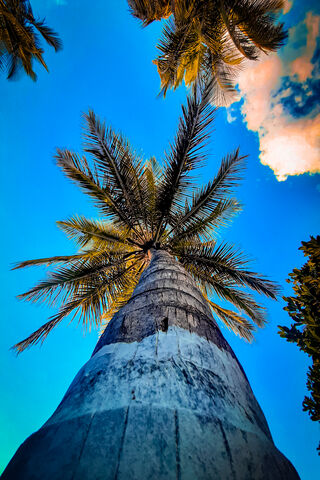 Tropical Serenity: The Majestic Coconut Tree 🌴✨
