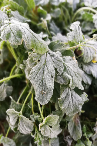 Frosty Mornings in the Village ❄️🌿