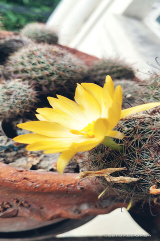 Cactus Flower