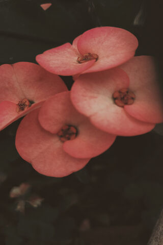 Blossoms of Elegance: Coral Charm 🌸✨