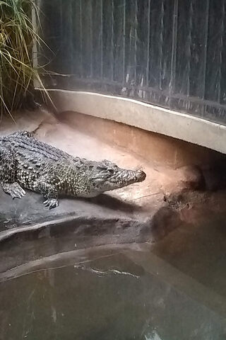 Crocodile Chill Time 🐊
