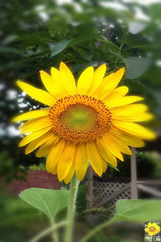 Sunshine in Bloom: The Cheerful Helianthus 🌻✨