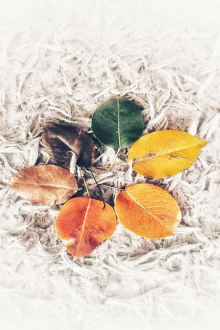 Autumn's Embrace: A Circle of Change 🍂✨