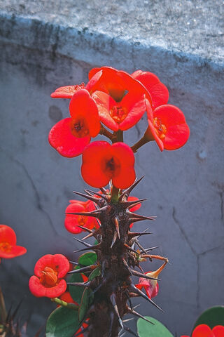Crown Of Thorns
