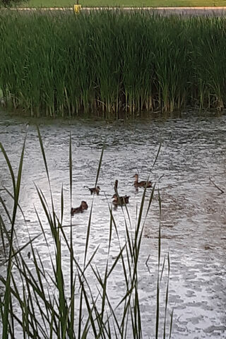 Quacking Good Times in Nature 🦆🌿