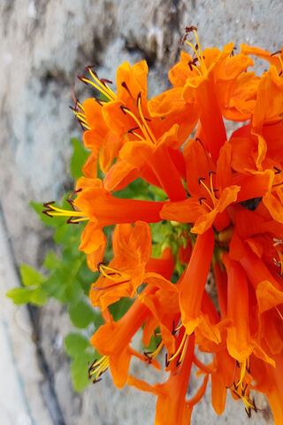 Doga: The Vibrant Flame of Nature 🌼🔥