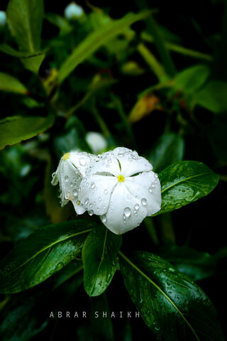 Morning Gems: Dew-Kissed Blossoms 🌼💧