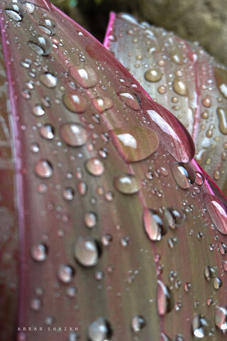Morning Gems: Nature's Dewy Delight 🌼💧