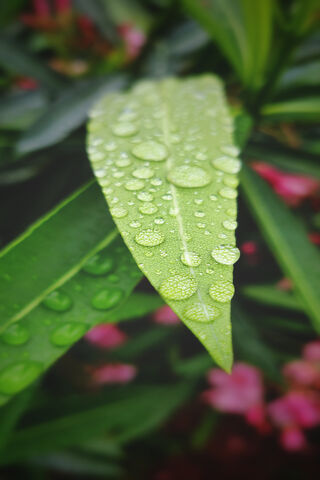 Dewdrops