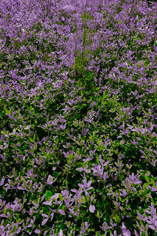 Vibrant Harmony: Nature's Palette 🌿💜