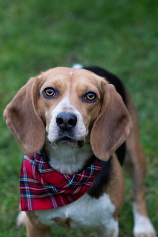 Daisy Beagle