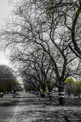 Whispers of the Forgotten: A Journey Through the Dead Tree Lane