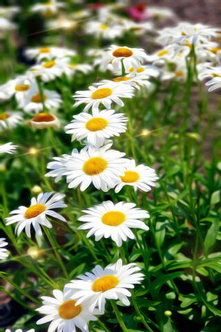 Daisy Delight: A Field of Cheer