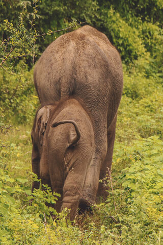 Elephant Family