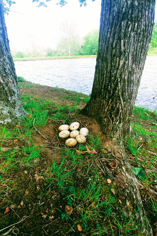 Nature's Cradle: The Egg Nest