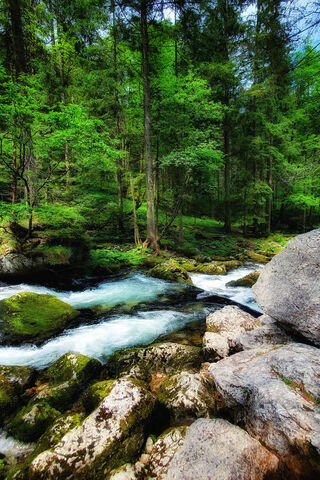 Whispers of the Forest Stream 🌲💧