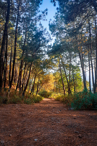 Whispers of the Forest 🌲✨